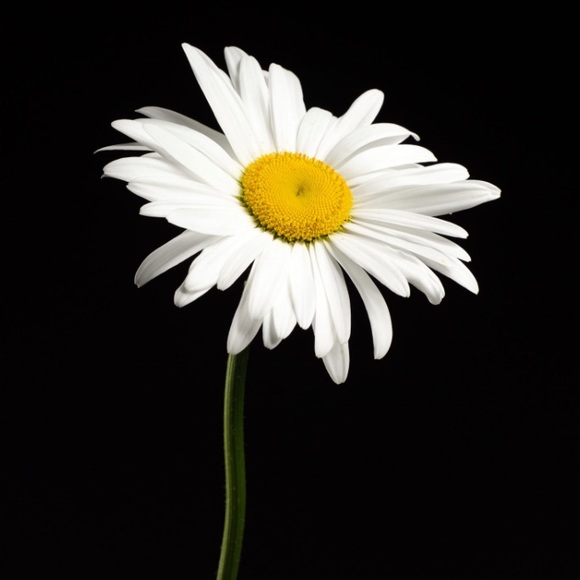 Meet your Posher, Crystal - Picture 1 of 1